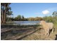 1 Mungindi Road, Thallon QLD 4497