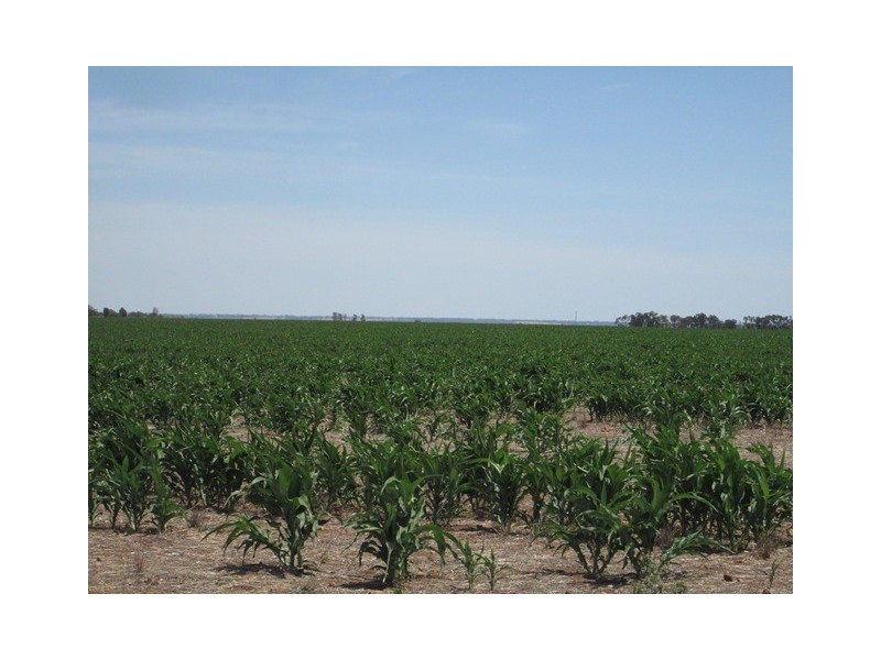 1 Yolandra, Biniguy NSW 2399