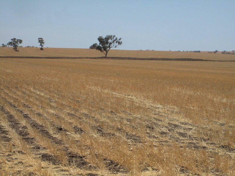 1 Mt Jerrybong Road, Biniguy NSW 2399