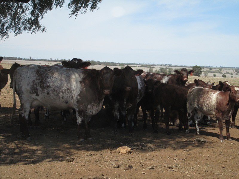 1a Mt Jerrybank Road, Biniguy NSW 2399