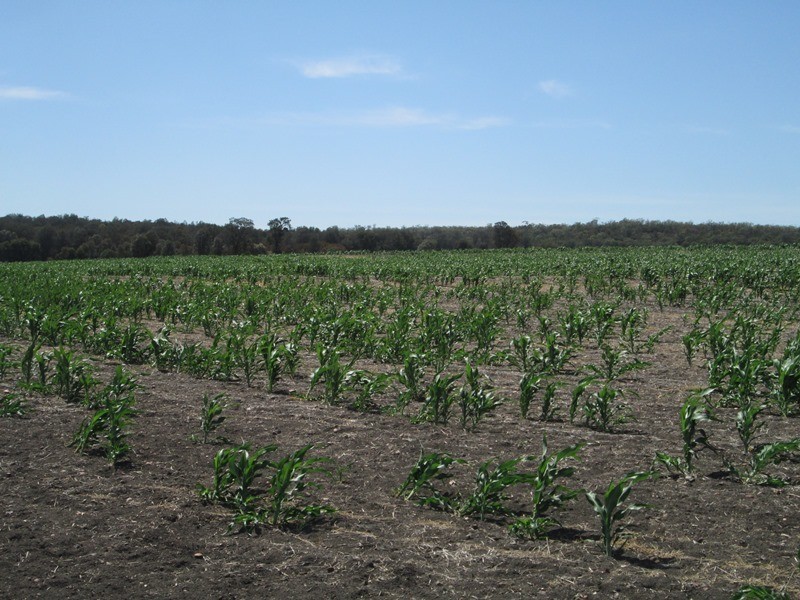 1a Mt Jerrybank Road, Biniguy NSW 2399