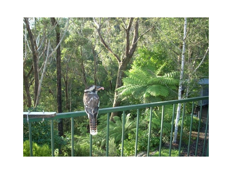 119 Boronia Road, Bullaburra NSW 2784