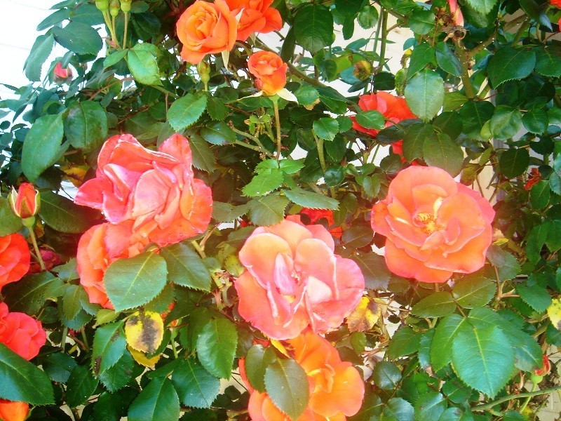 11 Shelley Street, Keilor East VIC 3033