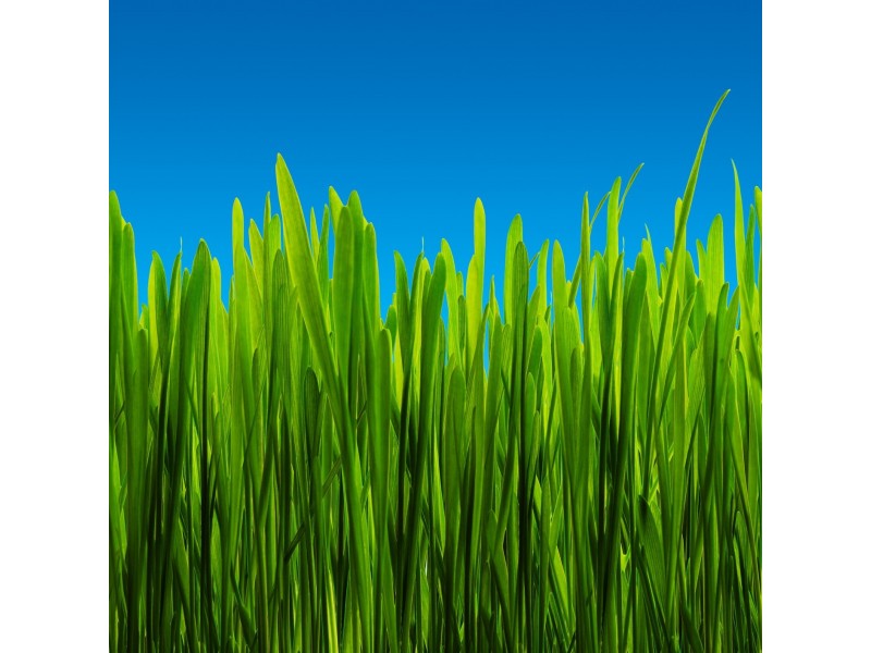 1 Renown St, Essendon North VIC 3041