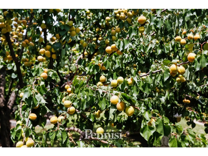 9 Russelton Street, Keilor Park VIC 3042