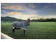 495 Jilliby Road, Jilliby NSW 2259
