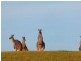 Lot 3,  SUNLIGHT BOULEVARD, Cape Paterson VIC 3995