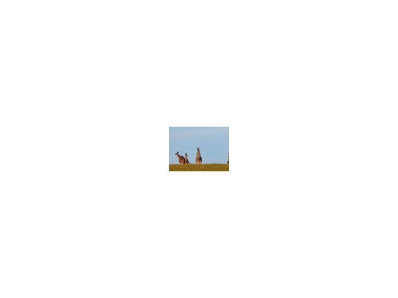 Lot 3,  SUNLIGHT BOULEVARD, Cape Paterson VIC 3995