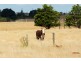 Lot 166 Powlett Ridge Estate, Wonthaggi VIC 3995