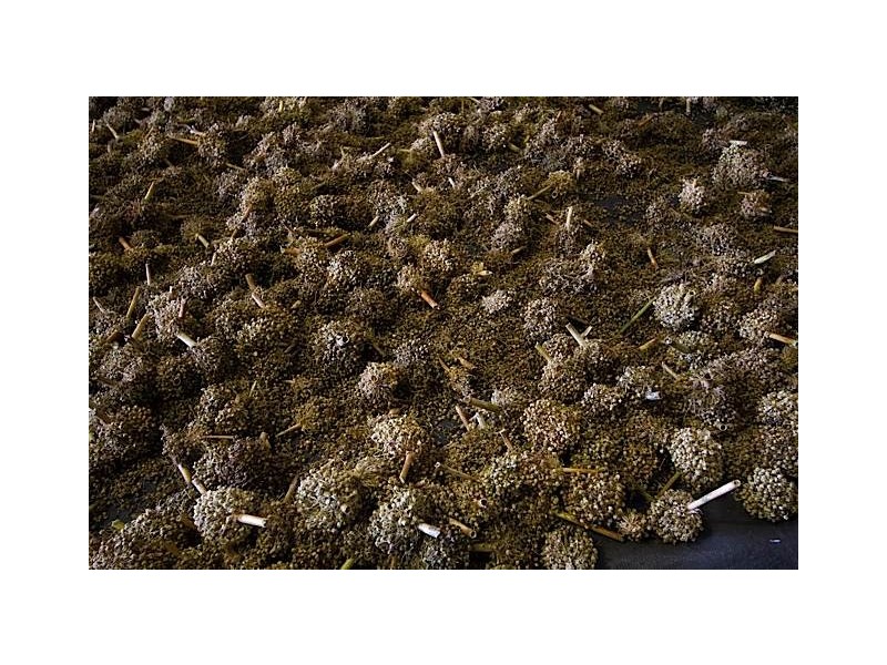 1 Lakerseed Australia, Millicent SA 5280