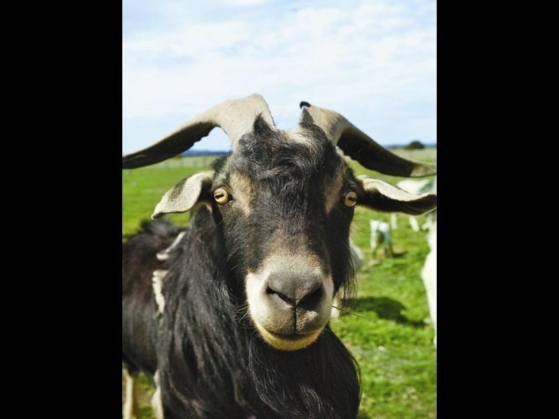 89 Breakneck Road, Malmsbury VIC 3446