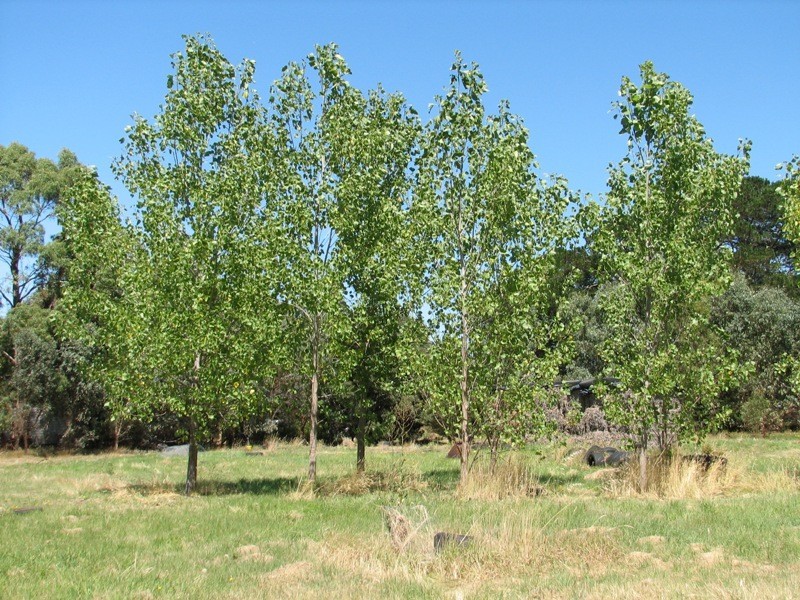 ooo Bever Street, Malmsbury VIC 3446