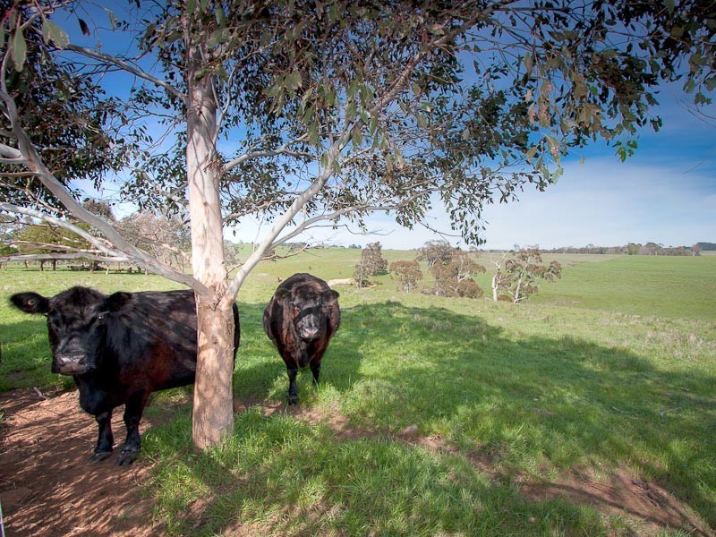 275 Zig Zag Road, Drummond VIC 3461