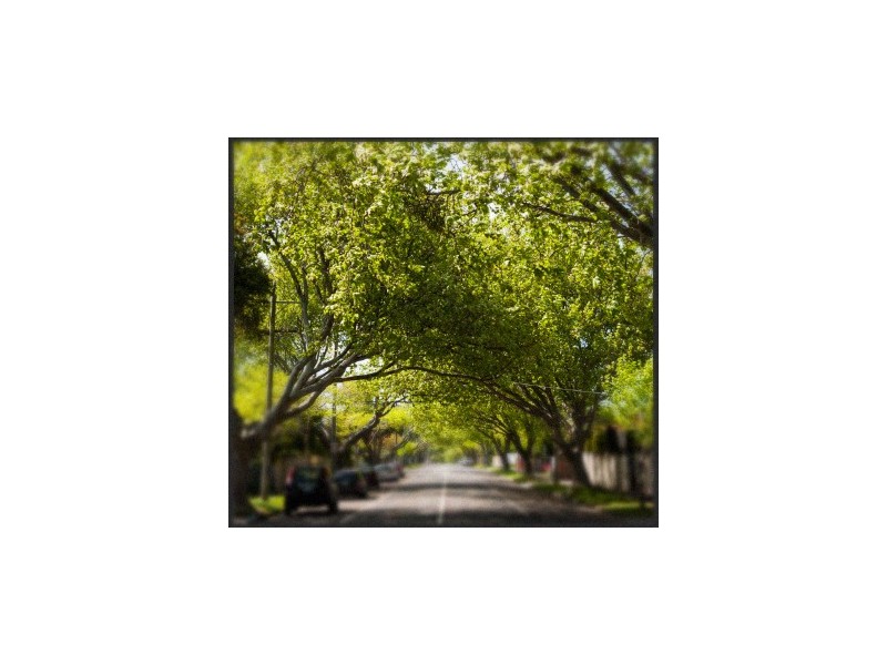 Apt 19 /18 Cochrane Street, Brighton VIC 3186