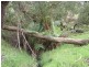 Arbuthnots Road, Tarwin Lower VIC 3956