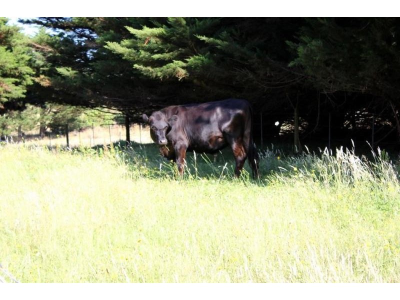 205 MEENIYAN PROMONTORY ROAD, Meeniyan VIC 3956