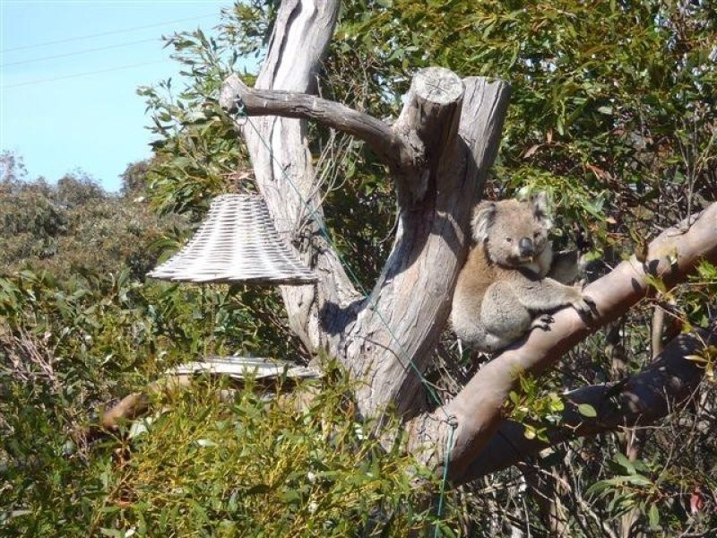 109 ACACIA ROAD, Walkerville VIC 3956