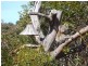 109. ACACIA ROAD, Walkerville VIC 3956