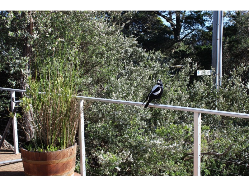 41 BLACK AVE, Venus Bay VIC 3956