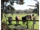 1645. BUFFALO-WARATAH ROAD, Walkerville VIC 3956