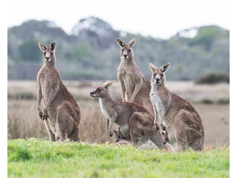33. FISHERMAN’S ROAD, Venus Bay VIC 3956