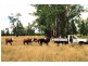 Lot 24, Nandawar Tin Hut Rd, Coolmunda QLD 4387
