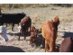 Lot 24, Nandawar Tin Hut Rd, Coolmunda QLD 4387