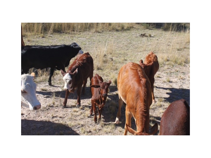 Lot 24, Nandawar Tin Hut Rd, Coolmunda QLD 4387