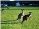 1 Natures Close, Currumbin Valley QLD 4223