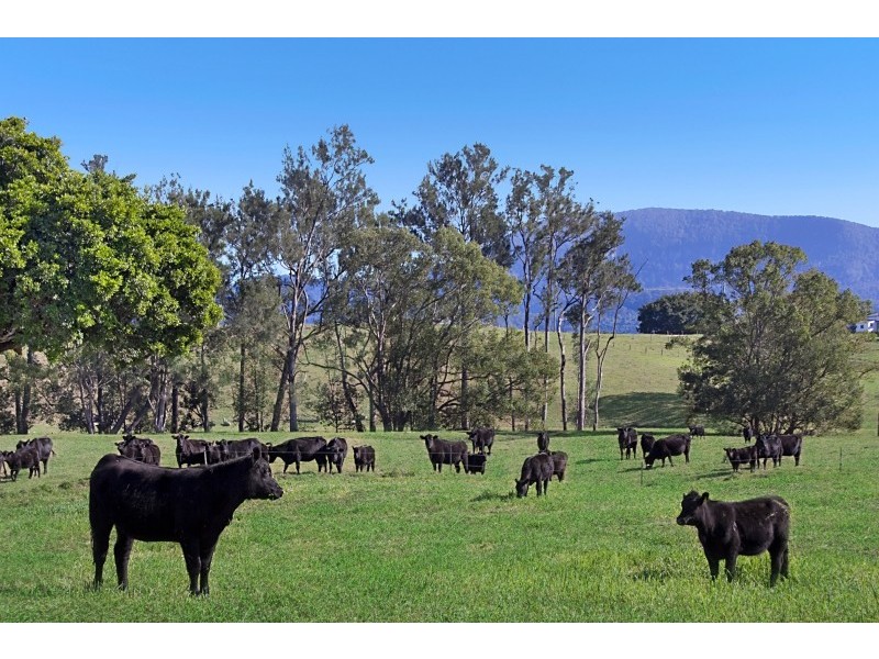 603 Numinbah Road, North Arm, Murwillumbah NSW 2484