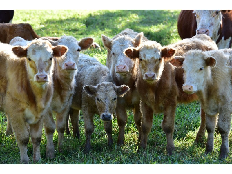 509 Upper Crystal Creek Road, Crystal Creek NSW 2484