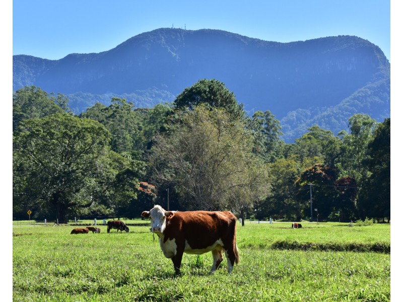 509 Upper Crystal Creek Rd, Crystal Creek NSW 2484