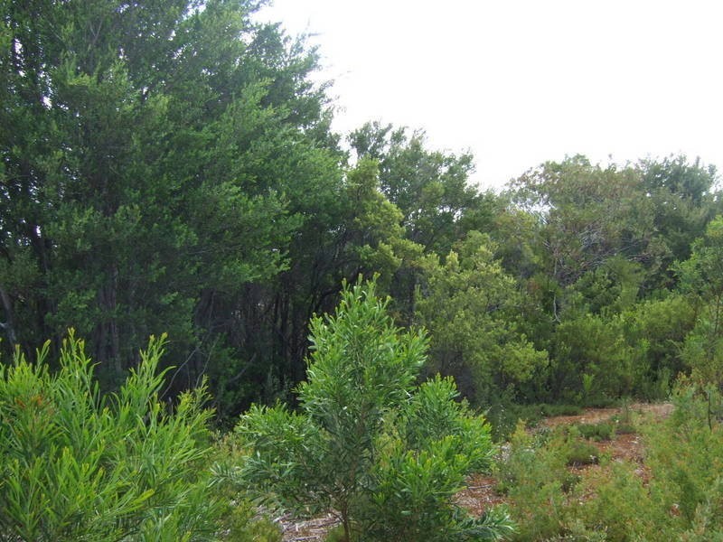 101 Highbury Road, Tootgarook VIC 3941