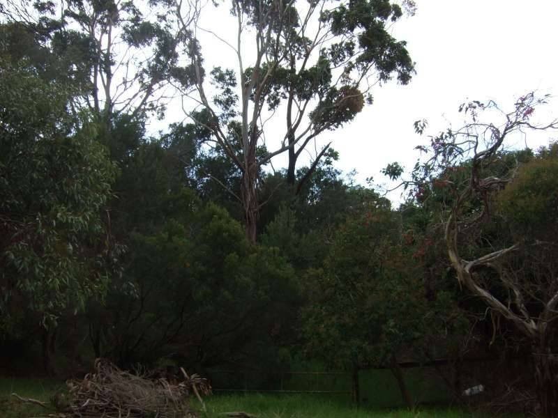 40 Bella Vista Drive, Tootgarook VIC 3941