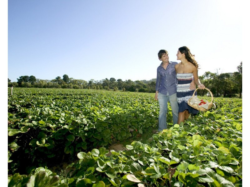 80/145 Old Cape Schanck Rd, Rosebud VIC 3939