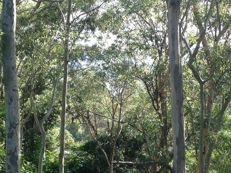 41 The Ridgeway, Bolton Point NSW 2283