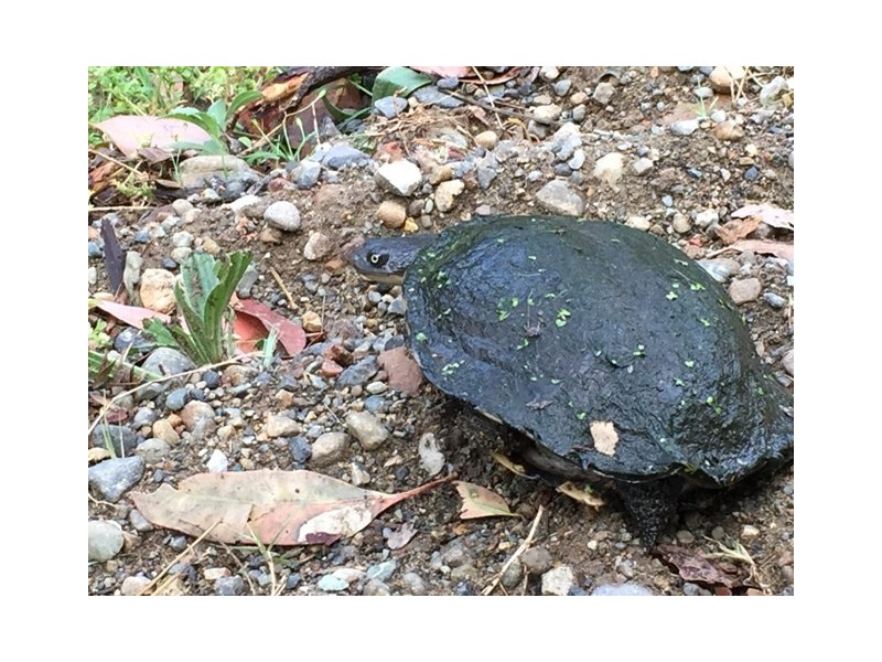 Mount Vincent NSW 2323