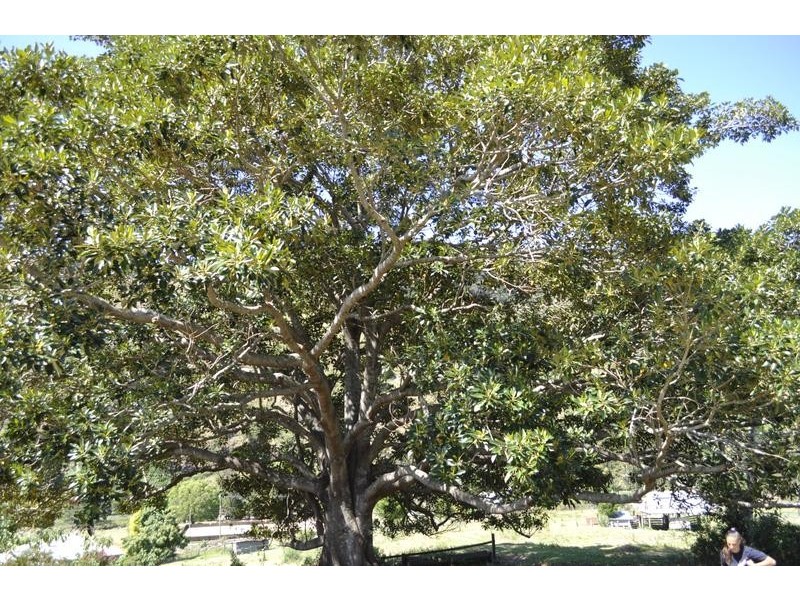 530 Illinbah Road, Illinbah QLD 4275