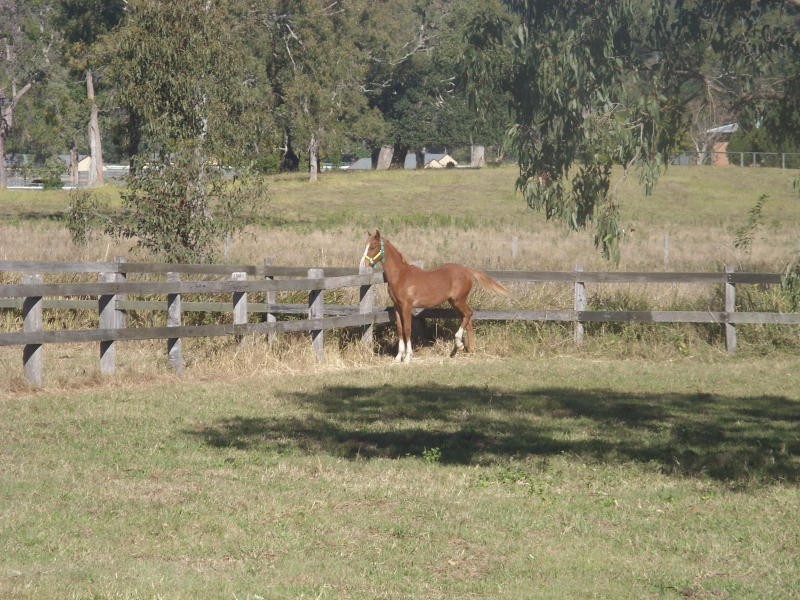 84 Spoonbill Road, Wonglepong QLD 4275