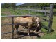 Ferny Glen QLD 4275