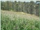 Kooralbyn QLD 4285