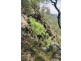 Beechmont Road, Beechmont QLD 4211