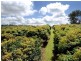 Tamborine Mountain QLD 4272