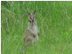 Cainbable QLD 4285