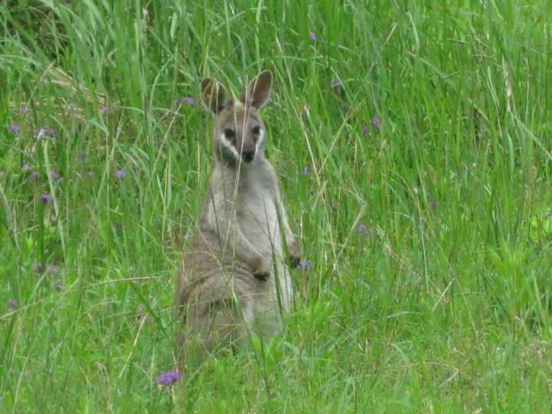 Cainbable QLD 4285
