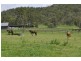 Canungra QLD 4275