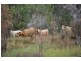 Mundoolun QLD 4285