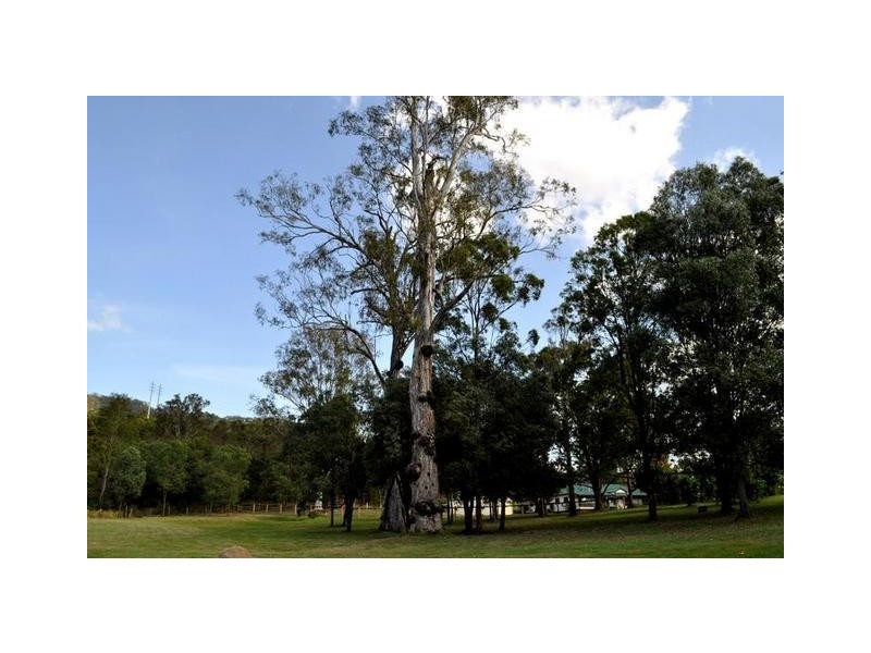82 Noonara Drive, Canungra QLD 4275
