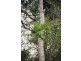 Lot 1 Beechmont Road, Beechmont QLD 4211