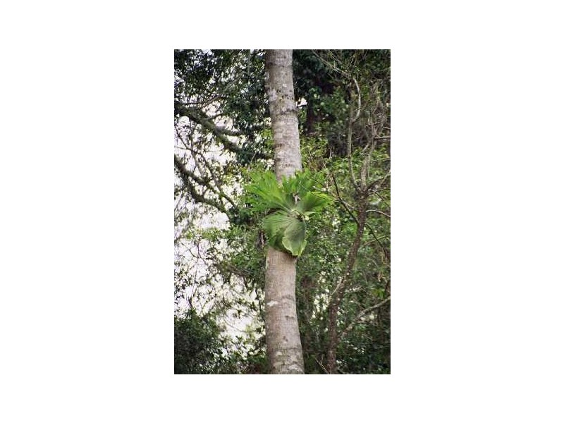 Lot 1 Beechmont Road, Beechmont QLD 4211